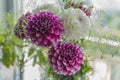 Summer Bouquet - Dahlias Royalty Free Stock Photo