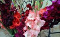 bright bouquet of multi-colored gladioli on the background of a stone wall Royalty Free Stock Photo