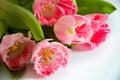 A bouquet of pink tulips. beautiful spring flowers. background for decoration for the Easter holiday. Royalty Free Stock Photo