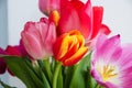 Bright bouquet of tulips opened, a pleasant surprise for women