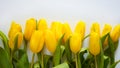 A bouquet of yellow tulips. beautiful spring flowers. background for decoration for the Easter holida