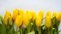 A bouquet of yellow tulips. beautiful spring flowers. background for decoration for the Easter holida Royalty Free Stock Photo