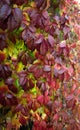 Bright branch of autumn leaves Parthenocissus. Royalty Free Stock Photo