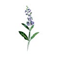 Bright branch of sage or Botanica sage vector lilac. Can be used for cards, invitations, banners, posters