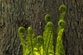 Dance of young ferns