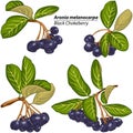 Branches of Black Chokeberry