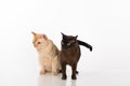 Bright Brown and Black Burmese cats. Isolated on white background