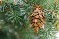 Bright brown dry cone on the branch of Rocky Mountain Douglas-fir. Old shoots in spring or summer of Pseudotsuga Royalty Free Stock Photo