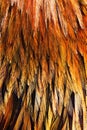 Bright brown feather group Royalty Free Stock Photo