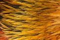 Bright brown feather group Royalty Free Stock Photo