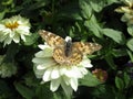 Bright brown butterfly on white flower close up at Stanley Park Perennial Garden Royalty Free Stock Photo