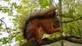 Bright brown squirrel gnawing on a nut while sitting on a tree. Selective focus Royalty Free Stock Photo