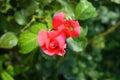 Bright bud of a pink rose with a punched petal, a petal with holes from nature in a home garden, the city of Dnipro, Ukraine. Royalty Free Stock Photo