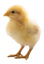 Bright buff orpington chicken chick