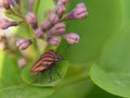 Bright bug on lilac