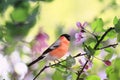 Bright bullfinch bird sits on a branch of an Apple tree with pink flowers in a may Sunny garden