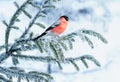 Bright bullfinch bird sits on a spruce branch covered with snow in a festive new year`s winter Park