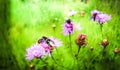 Bright bumblebees and beautiful moths gather nectar from pink-purple flowers. Royalty Free Stock Photo