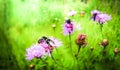 Bright bumblebees and beautiful moths gather nectar from pink-purple flowers. Royalty Free Stock Photo