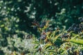Bright bunches of black elderberry in the woods. Sun glare. Blurred background Royalty Free Stock Photo