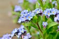 Bright bunches of blue flowers young forget-me