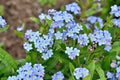 Bright bunches of blue flowers young forget-me