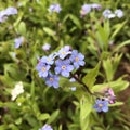 Bright bunches of blue flowers young forget-me