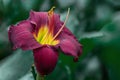 Bright, burgundy daylily variety Hemerocallis Bela Lugosi. Beautiful perennial flowering daylily plant in the garden