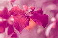 Bright burgundy flower. Artistic image with a soft and selective focus.