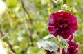 Bright burgundy flowers hollyhock