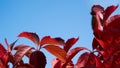 Bright burgundy foliage on a blue sky background