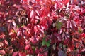 Bright burgundy leaves of wild grapes