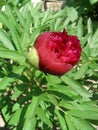 Bright burgundy peony flower on a background of juicy green foliage