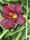 Burgundy Red Daylily with Yellow Throat - Perennial Flowering Plants