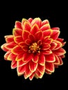 Bright burgundy-yellow dahlia flower close-up, png Royalty Free Stock Photo