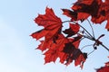 Bright burgundy young spring maple leaves Royalty Free Stock Photo