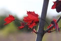 Bright burgundy young spring maple leaves Royalty Free Stock Photo