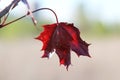 Bright burgundy young spring maple leaves Royalty Free Stock Photo