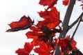 Bright burgundy young spring maple leaves Royalty Free Stock Photo