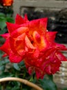 Bright burst of colour roses