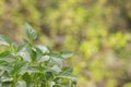 Bright bush of a pepper seedling closeup