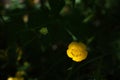 Bright Buttercup Blossom