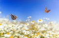 Bright butterflies flit over white beautiful flowers of daisies on a summer sunny rural meadow on a warm day