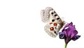 Bright butterfly apollo parnassius on purple iris flower isolated on white. butterfly on flower for design. copy space Royalty Free Stock Photo