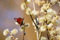 Bright butterfly on a blooming willow.