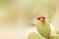 Bright butterfly on a cactus Royalty Free Stock Photo