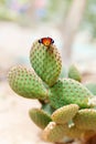 Bright butterfly on a cactus Royalty Free Stock Photo