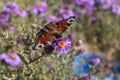 Bright butterfly and flower. Royalty Free Stock Photo