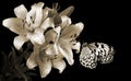 Bright butterfly on flowers. Topical butterfly on lily flowers black and white. Rice paper butterfly. Large tree nymph. White nymp