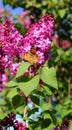 Bright butterfly on lilac flowers